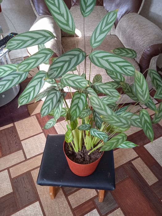 Дом и сад комнатные растения