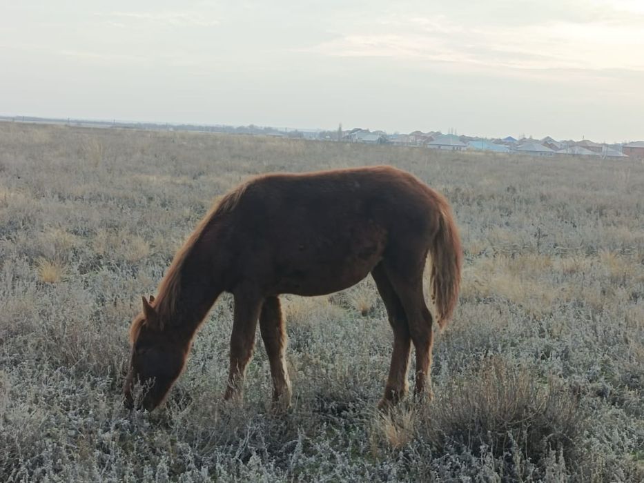 Кенже туган ургашы жабагы