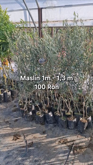 Plante exotice, kaki, kiwi, curmal, maslin, lamai, portocal, rodiu