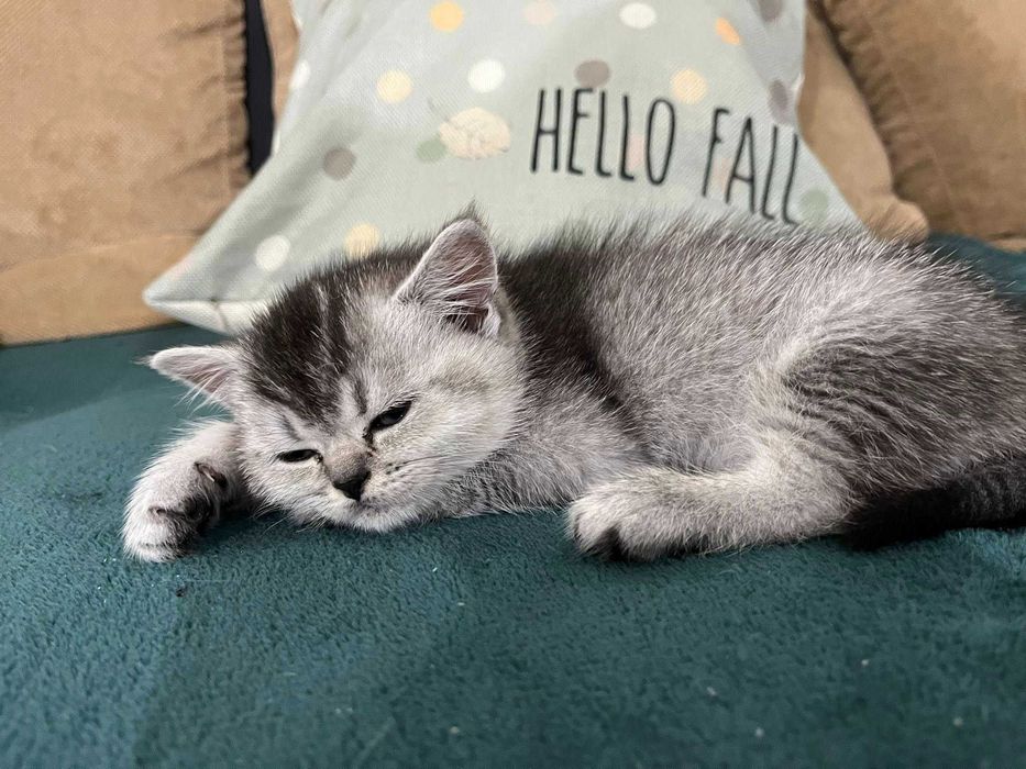 Котета - британски късокосмести