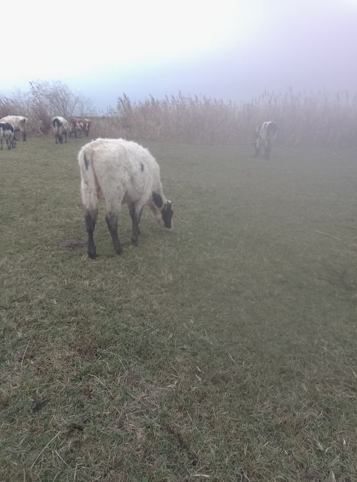 Vând vitei  de rasa