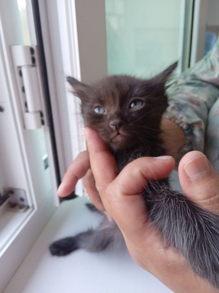 Котята ищут семью!