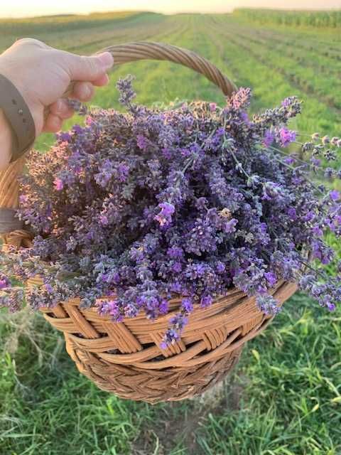 Butasi, flori de Lavanda