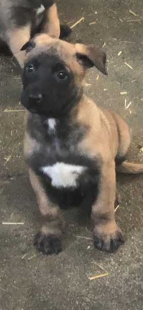 Donez o femela ciobanesc belgian malinois