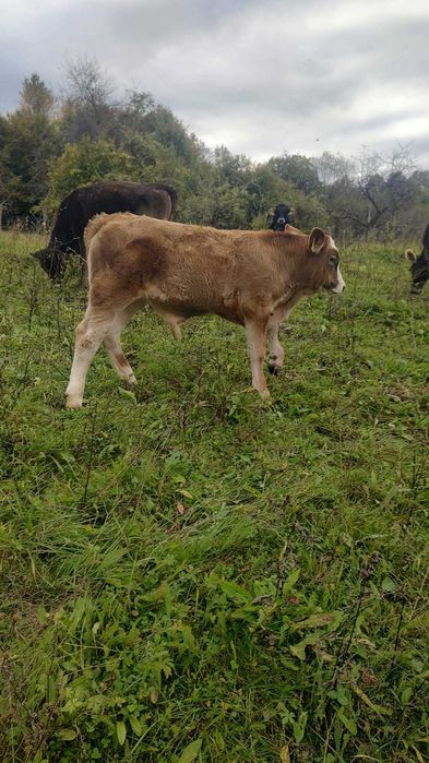 De vanzare 3 vitei taurasi