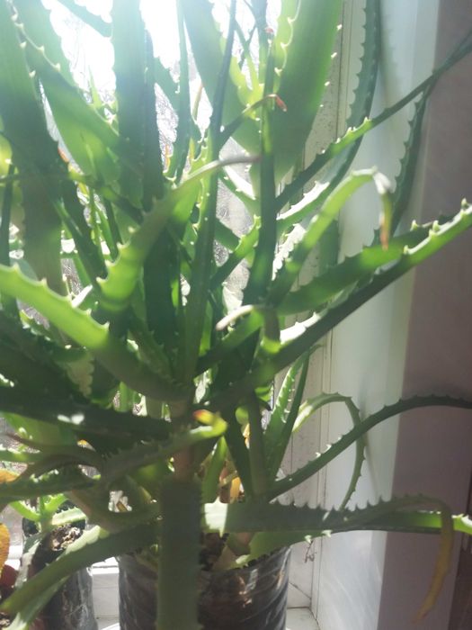 Продам цветок Алоэ  5 лет.