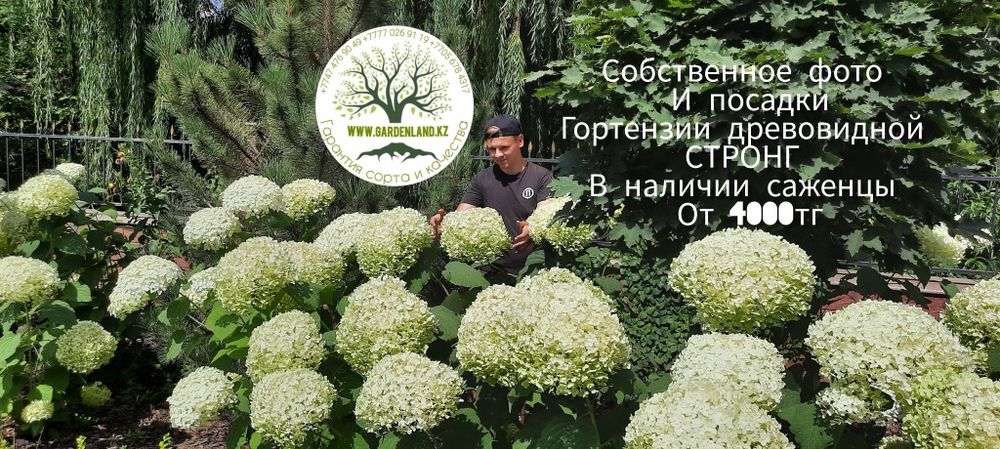 Стронг древовидная гортензия