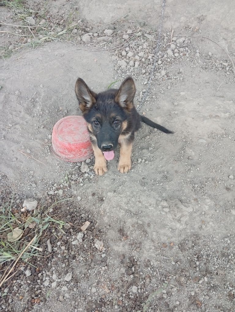 Немецкий овчарка