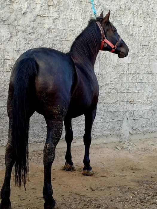 De vânzare iapă destantă învârstă de doi ani foarte cuminte și curat p