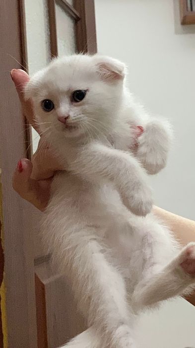 Породистые котята продаються
