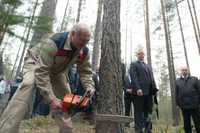 Спил деревьев и веток.