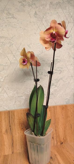 Орхидеи Phalaenopsis