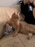 Котенок рыжий 5месяцев