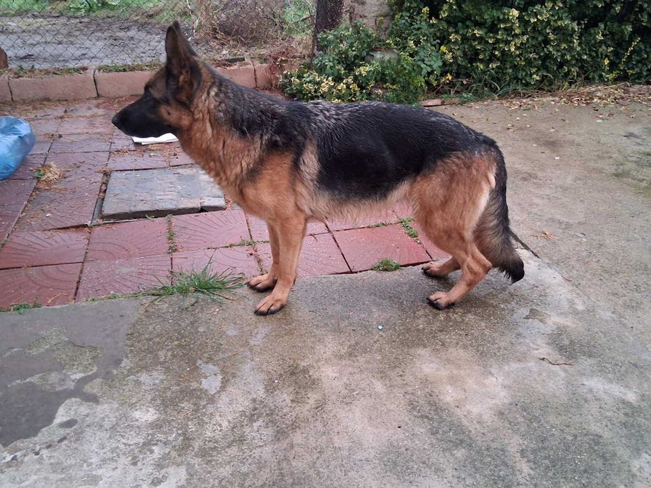 Две немски овчарки | мъжка и женска