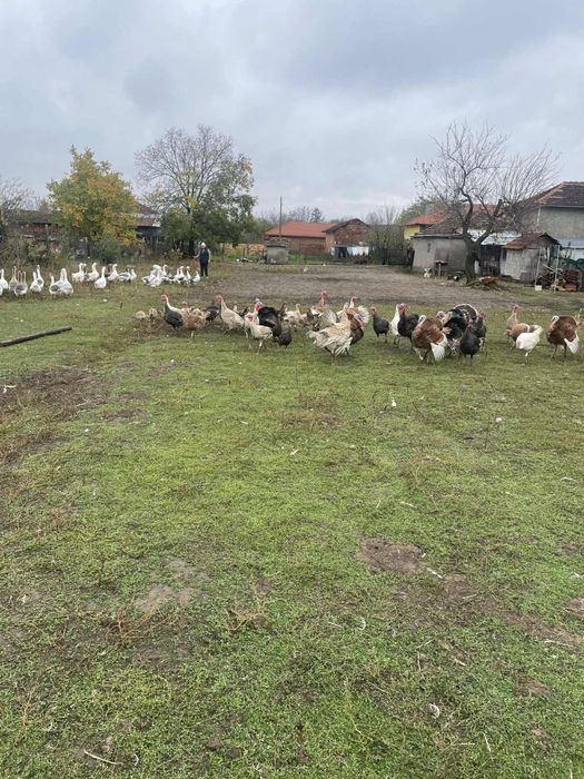 Гъски и пуйки 80-100лв