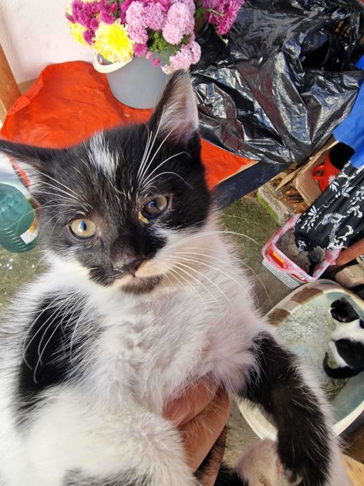 Se dau 2 pisicute catre adoptie