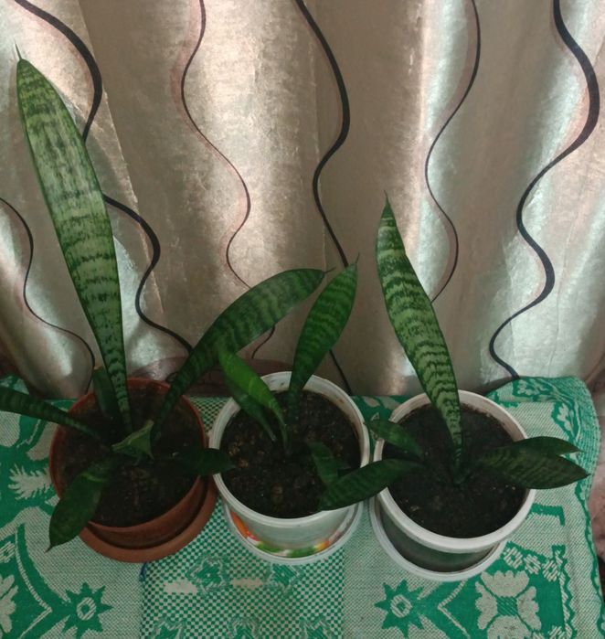 Продам комнатное  растение Щучий хвост