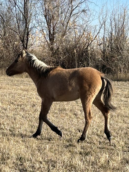 Жабағы ұрғашы тай сатылады 260 мын