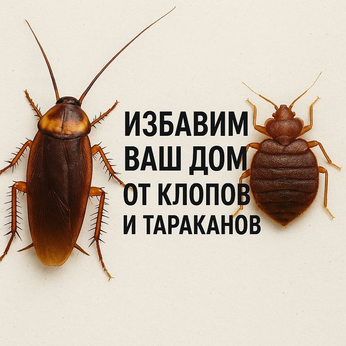 Дезинфекция дезинсекция тараканы клопы муравьев блох клещей насикомых