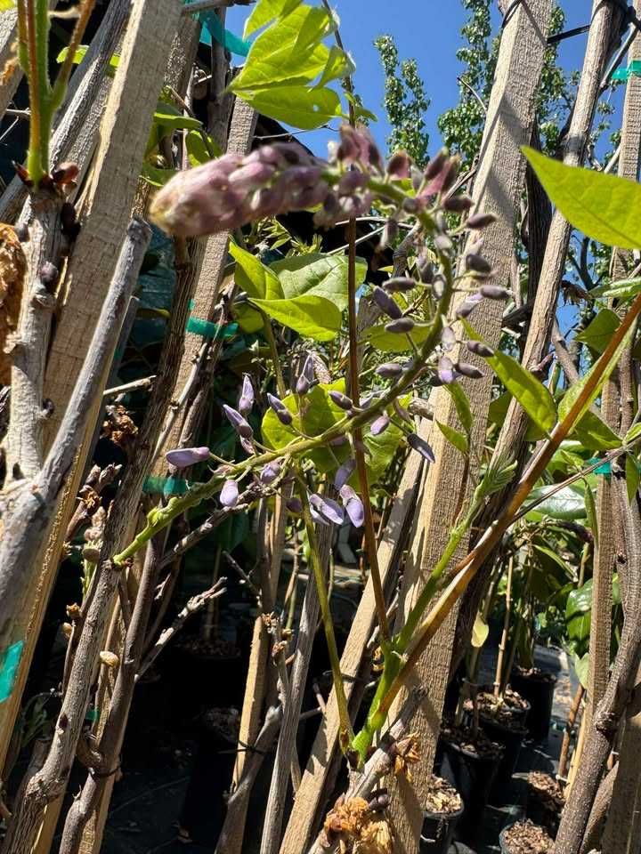 Глициния (Wisteria)