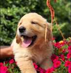 Pui Golden Retriever Roșu  Mascul, 8 săptămâni, vaccinat și deparazit