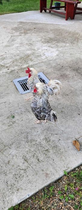 Cocoși moțată olandeză