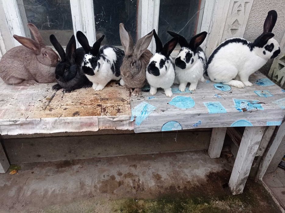 Vând sau schimb iepuroaice , diferite rase