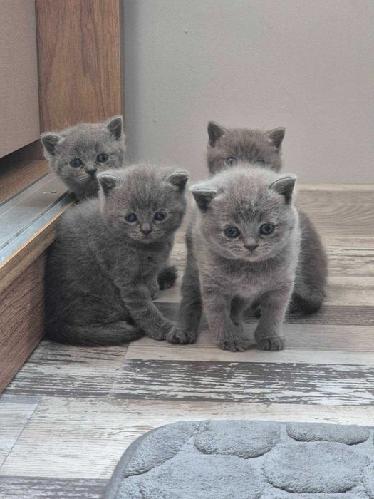 Британска късокосместа