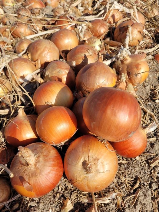 Лук Хороший в наличии