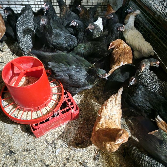 Puicute de ouă moravia si kabir