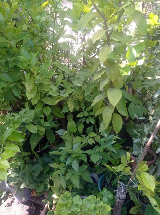 Lămâi, smochinii, măslin , palmier