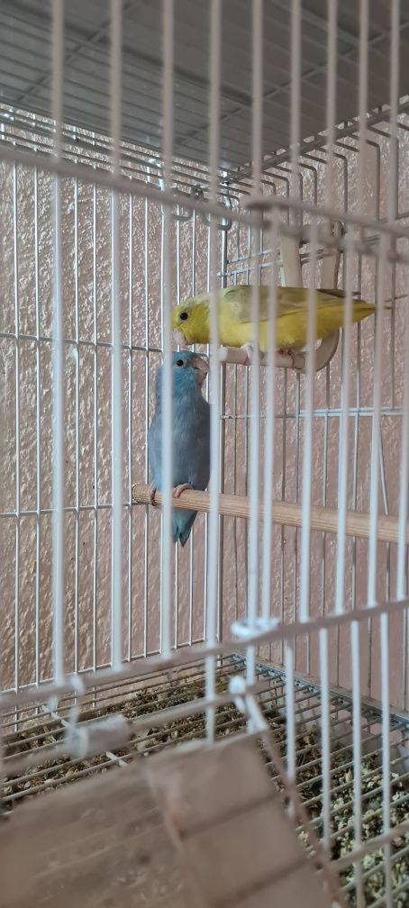 Vand 3 perechi reproducătoare de Forpus Coelestis