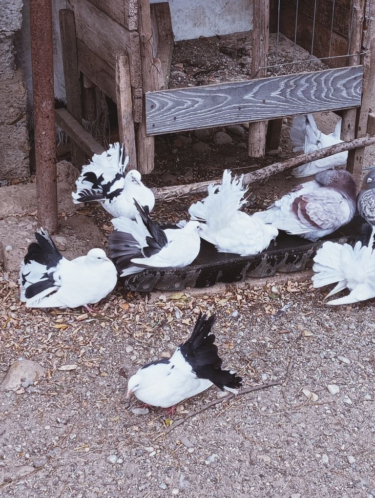 Vând porumbei înfoiat  de anul acesta  și o pereche de kingi