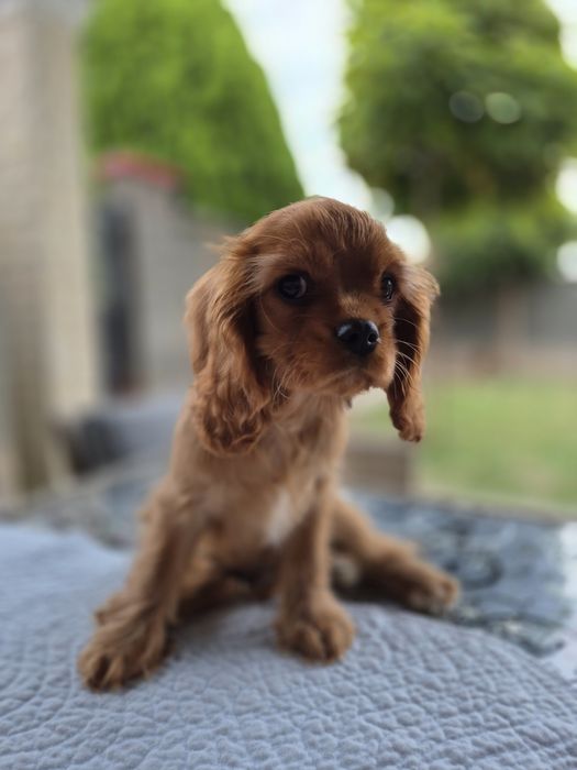 Cavalier king charles ruby