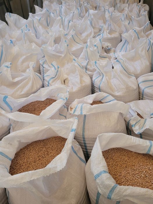 Vind. Grîu. Furajer.  Producție.  2025