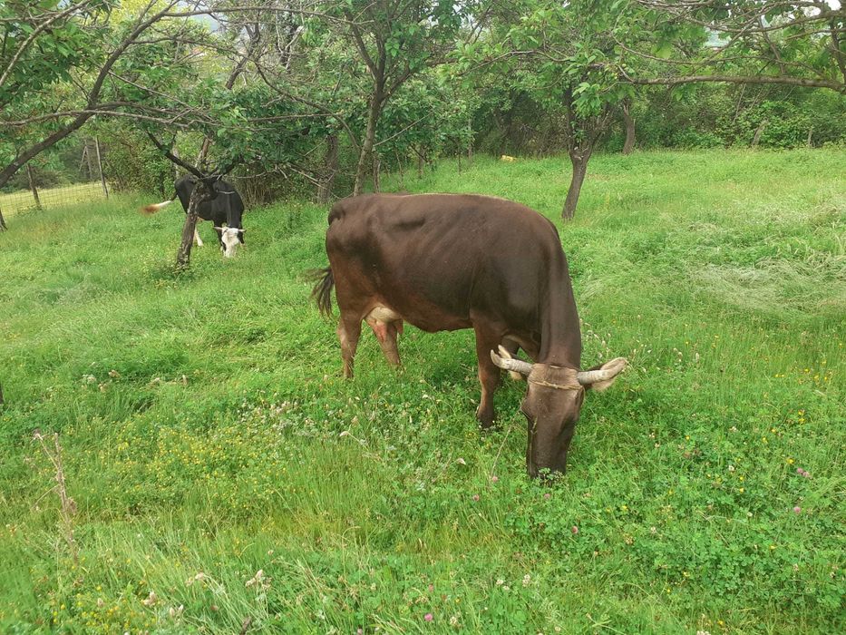 Vacuta gestanta cu lapte