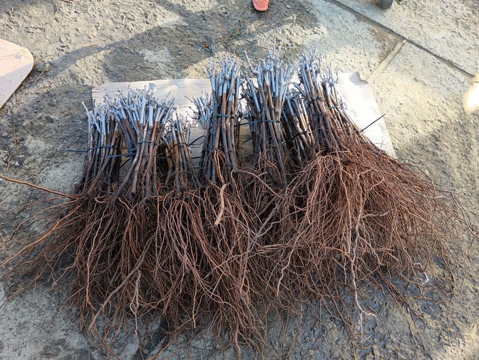 Butași vita de vie altoita