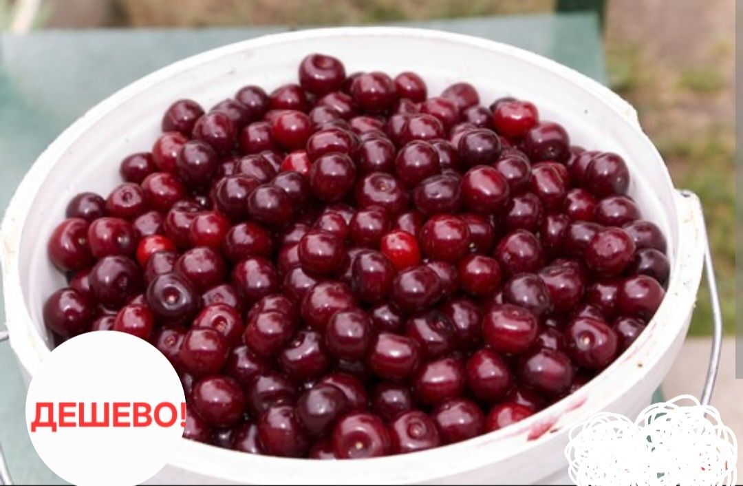 Вишня крупная дачная