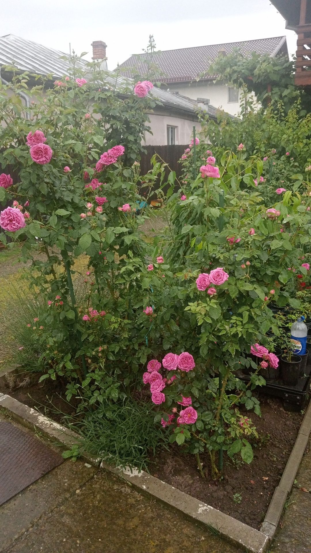 Dulceață de trandafiri