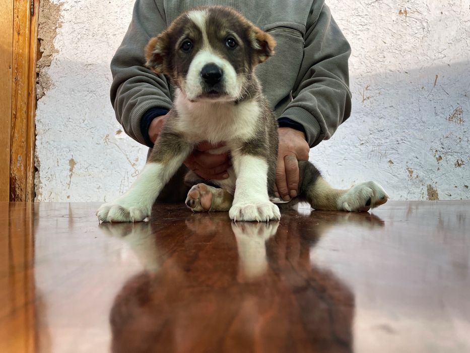 Щенок Алабая ( Супер Гигант ) чистокровный )