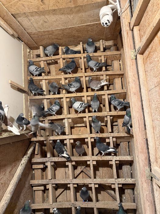 Porumbei fond maraton si Columbodrom