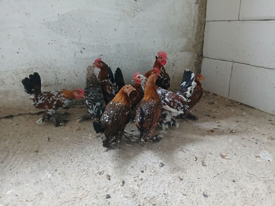 Mii de florii tineret