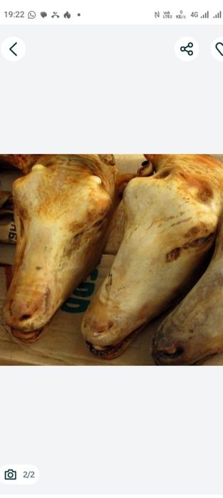 Қой бас, қойдың басы, үйтілген қойдың басы