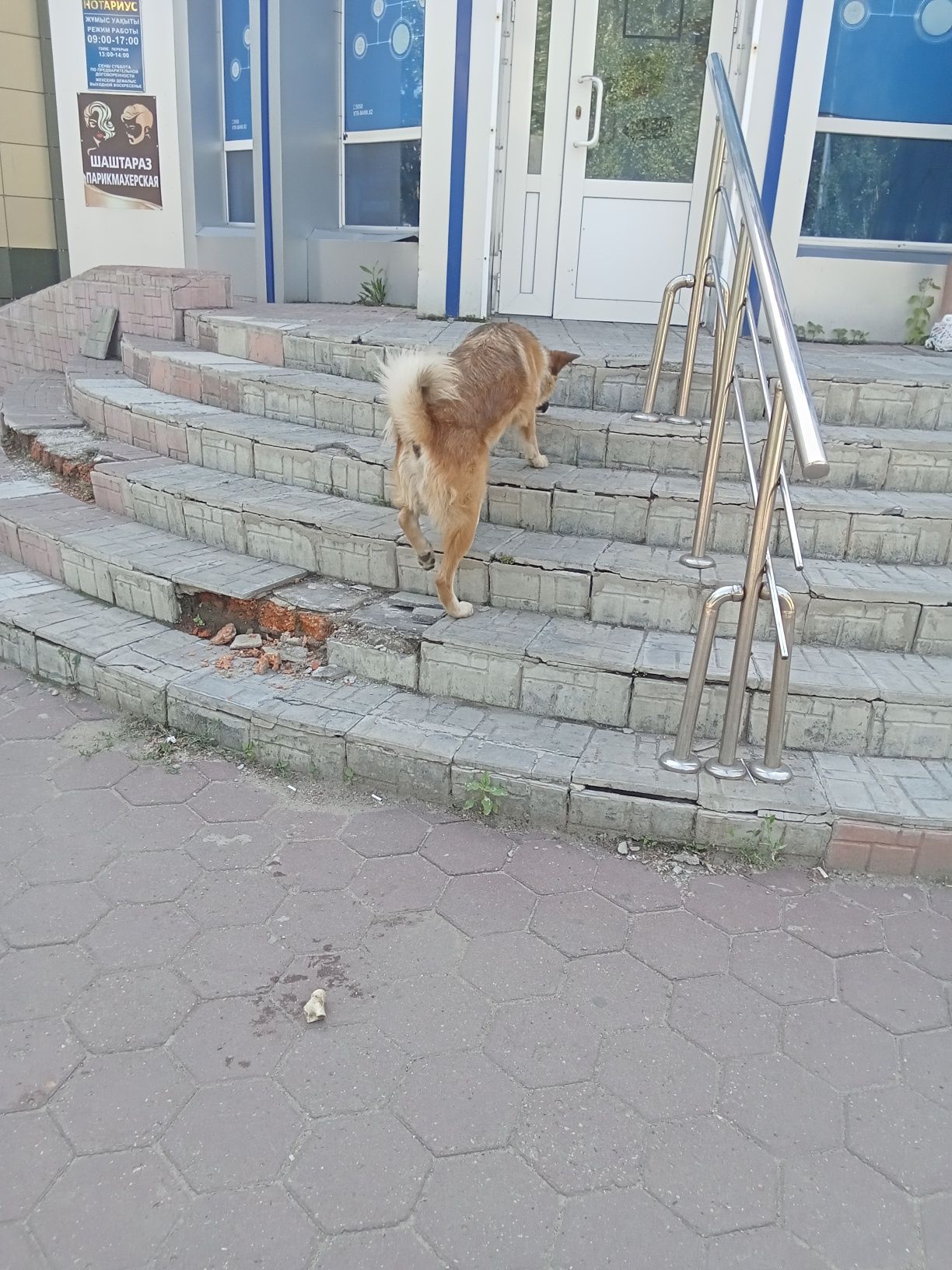Собачка молодая возможно потеряли или выкинули