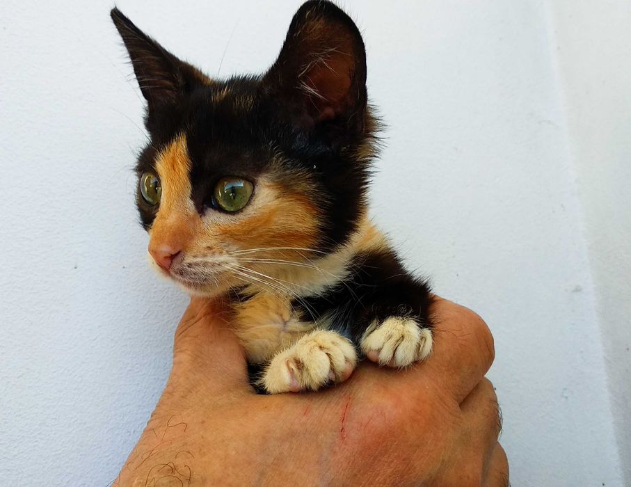 Подарявам малко шарено котенце