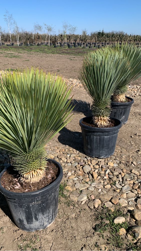 Yucca Rostrata 30-40cm de trunchi