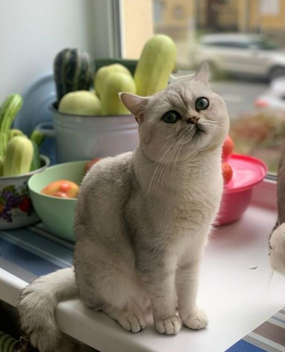 Случка вязка шикарного жениха, шотландский шиншила серебро,ждет невест