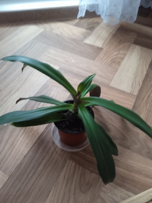 Продам комнатный цветок Рео