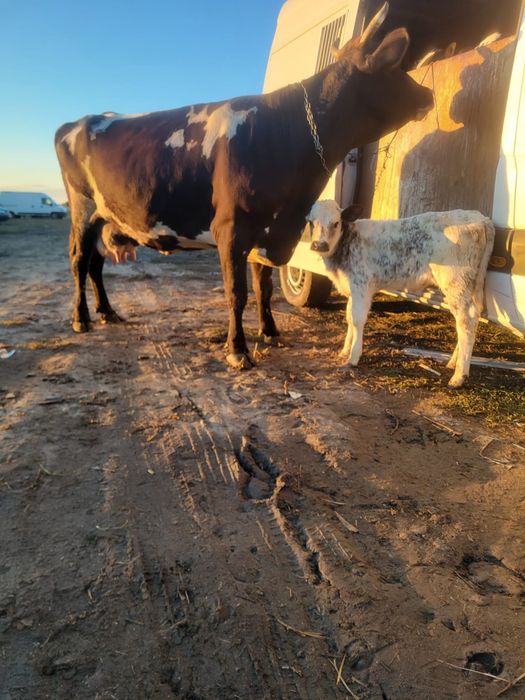 Vaca bună de lapte a treia fătare si vitel de vanzare