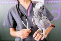 Ветеринарный врач, в т.ч. орнитолог, ратолог, герпетолог